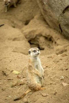Meerkat Stock Photos