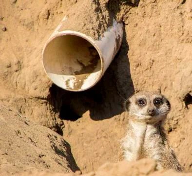 Meerkat Stock Photos