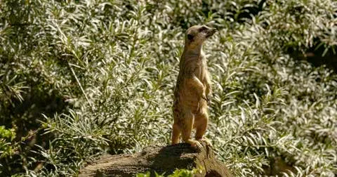 Meerkat Foto stock