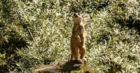 Meerkat Foto stock
