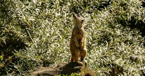 Meerkat Stock Photos