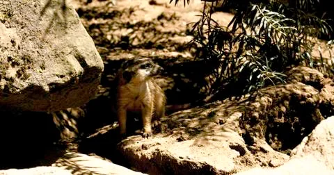 Meerkat Stock-Fotos