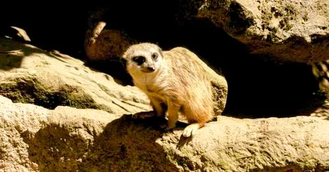 Meerkat Foto stock