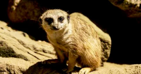 Meerkat Foto stock