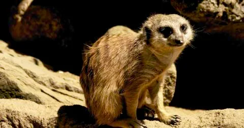 Meerkat Foto stock