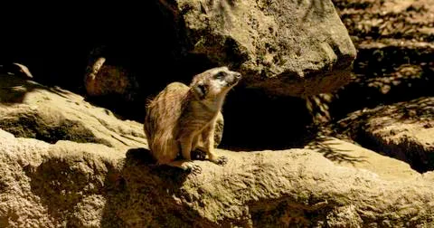 Meerkat Stock-Fotos