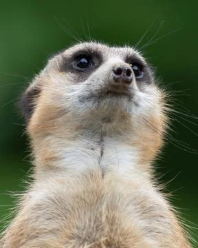 Meerkat Stock Photos
