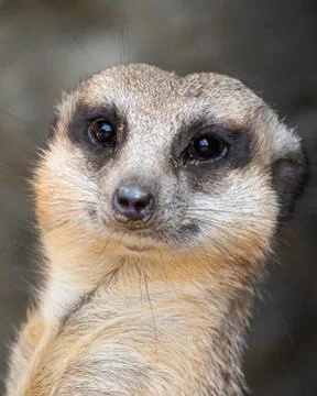Meerkat Stock Photos