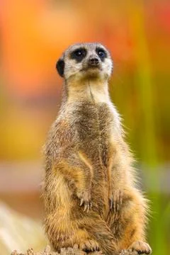 Meerkat Stock Photos