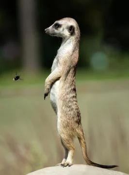 Meerkat Stock Photos