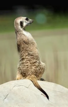 Meerkat Stock Photos