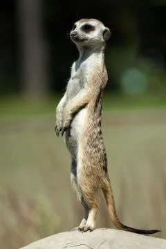 Meerkat Stock Photos