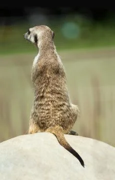 Meerkat Stock Photos
