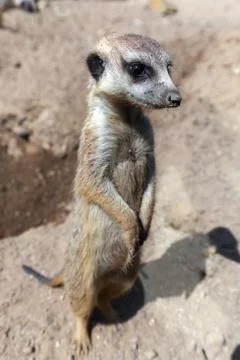 Meerkat Stock Photos