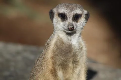 Meerkat Stock Photos