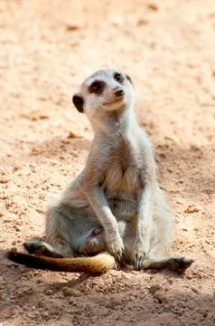 Meerkat Stock Photos