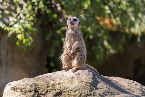 Meerkat Stock Photos