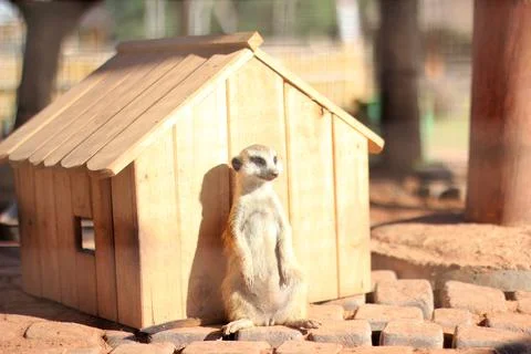 Meerkat Stock Photos