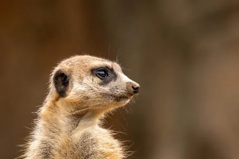 A meerkat Stock Photos