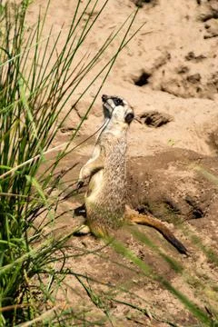 Meerkat Stock Photos