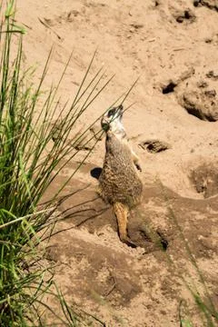 Meerkat Stock Photos