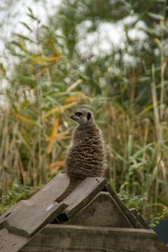 Meerkat Foto stock