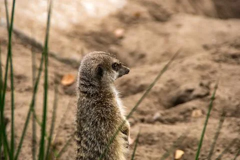 Meerkat Stock Photos