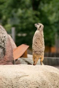 Meerkat Stock Photos