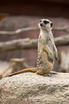 Meerkat Stock Photos
