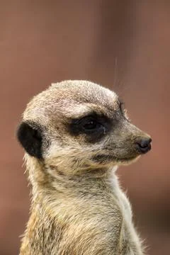 Meerkat Stock Photos