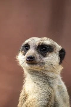 Meerkat Foto stock