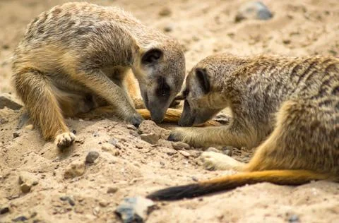 Meerkat Stock Photos