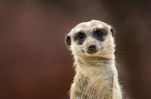 Meerkat Stock Photos