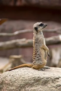 Meerkat Stock Photos