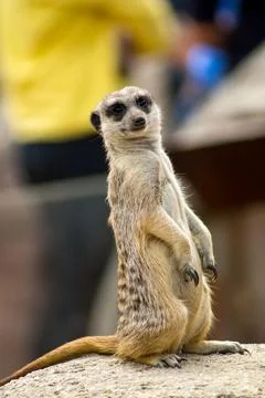 Meerkat Stock-Fotos