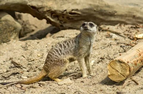 Meerkat Stock Photos