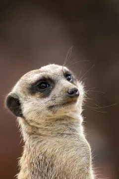 Meerkat Stock Photos