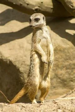Meerkat Foto stock