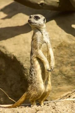Meerkat Stock Photos