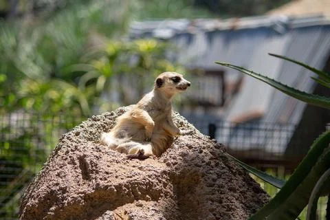 MEERKAT Stock Photos