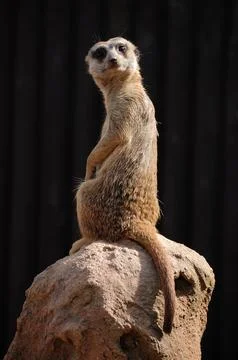 Meerkat Stock Photos