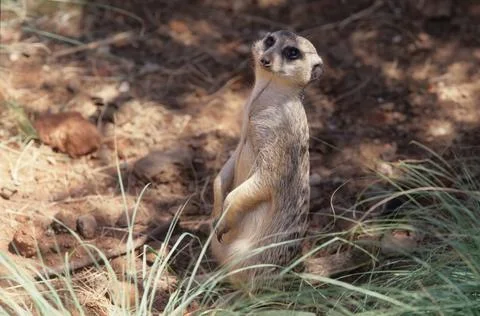 Meerkat Stock Photos