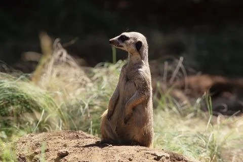 Meerkat Foto stock