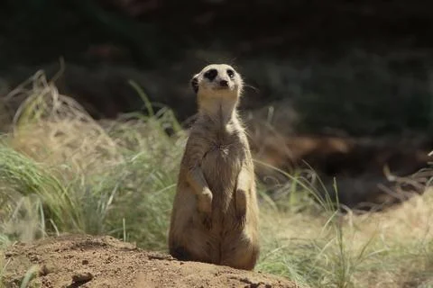 Meerkat Stock Photos