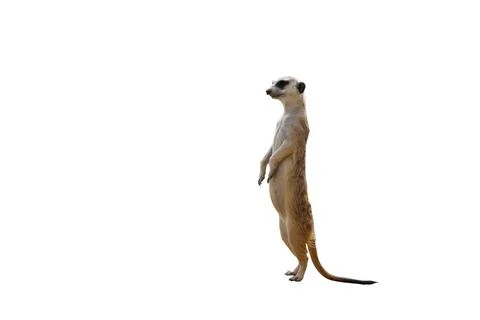 Meerkat Stock Photos