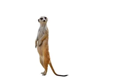 Meerkat Stock Photos