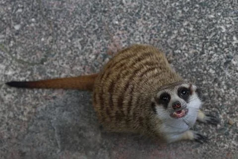 Meerkat Stock-Fotos