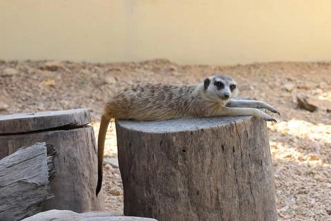 Meerkat Stock Photos