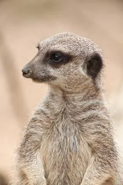 Meerkat Stock Photos