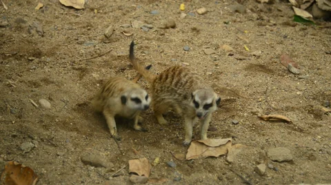 Meerkat playing. Stock Footage 32372869